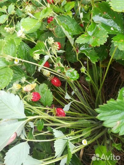 Рассада клубники