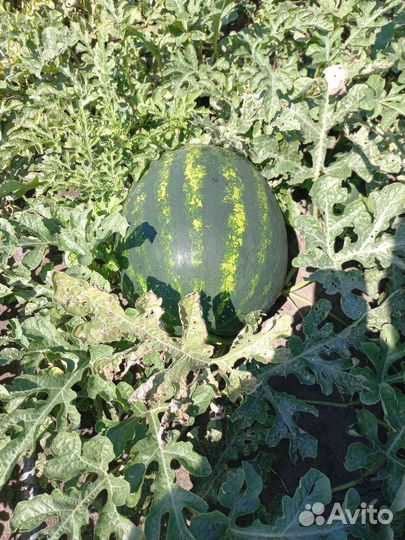 Продукты питания