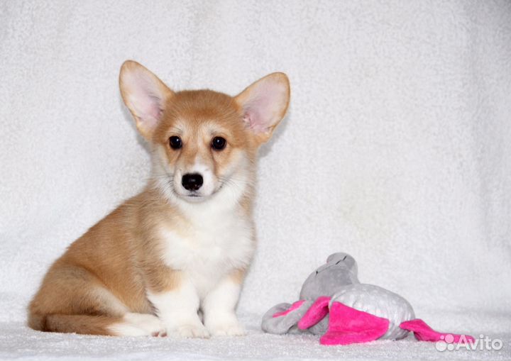 Вельш-корги пемброк