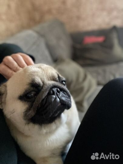 Мопс вязка мальчик