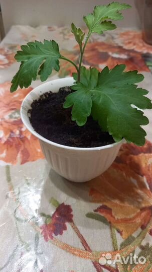 Комнатные растения