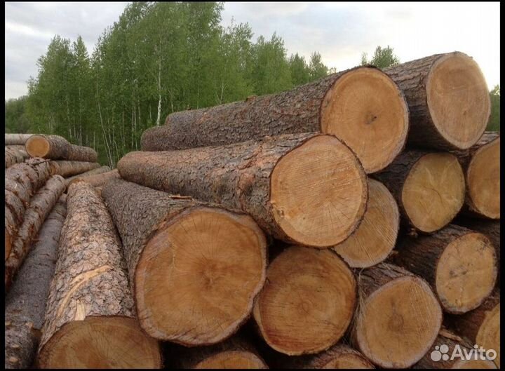 Пиловочник покупаем, хвоя, Диам. от 20 1500м3/мес