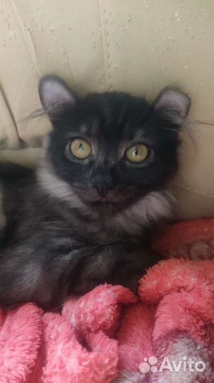 Американский Керл дым в серебре