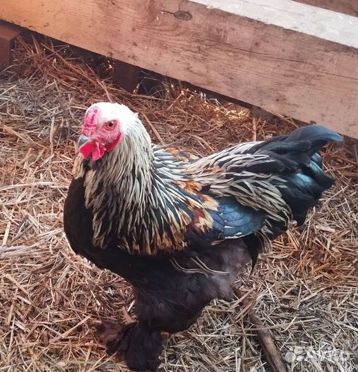 Петух брама, курицы брама