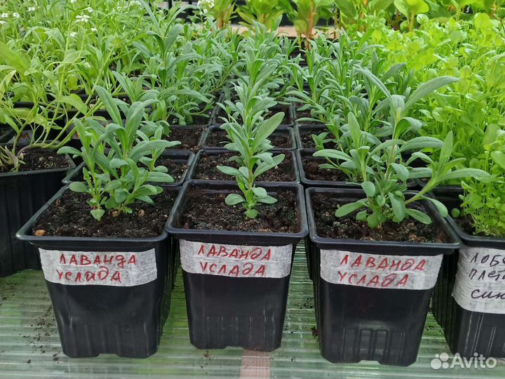 Лаванда (Рассада)