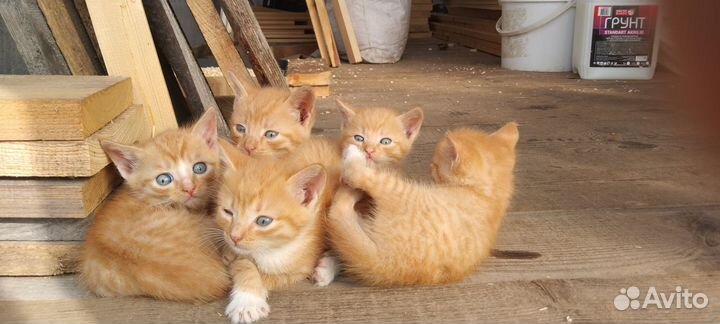 Домашние животные бесплатно