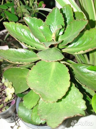 Алоэ, каланхоэ