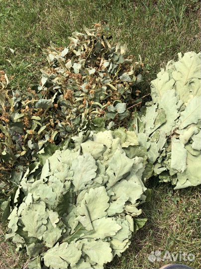 Травы для бани. Веники для бани