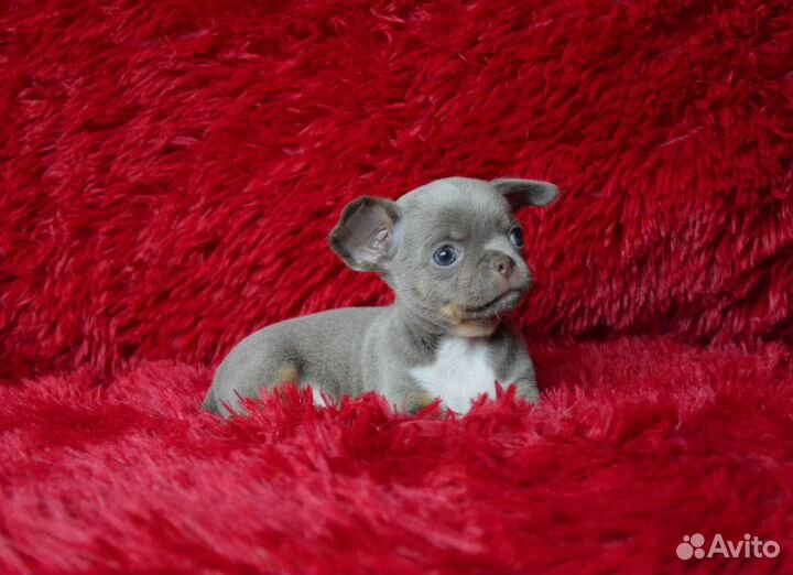 Короткошерстные лиловые мальчишки