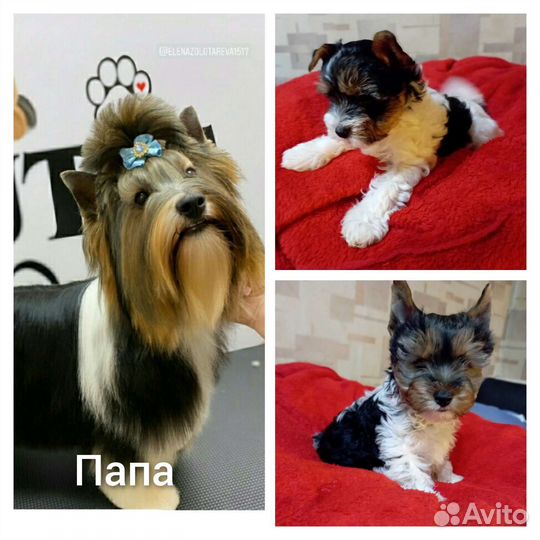 Бивер вязка