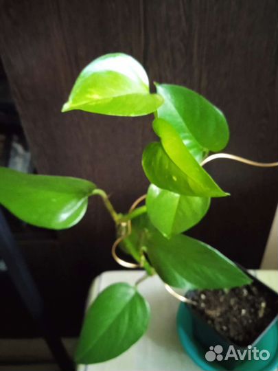 Сциндапсус