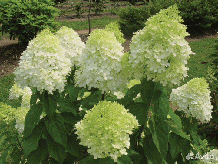 Гортензия многолетняя питомник Чита
