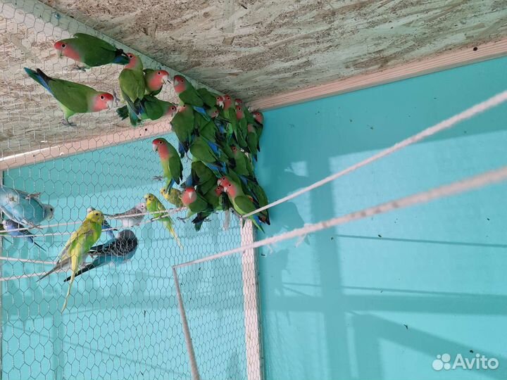 Попугай Корелла, неразлучник, волнистый,какарик
