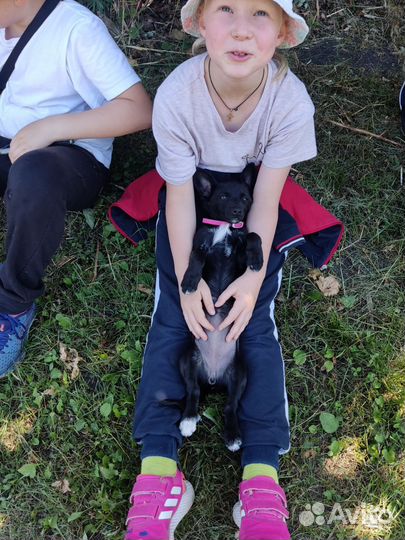 Щенок в дар