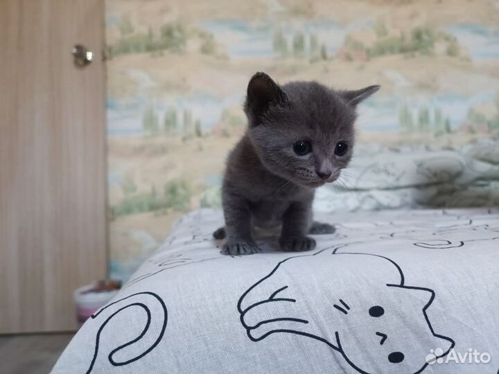 Котенок (девочка)