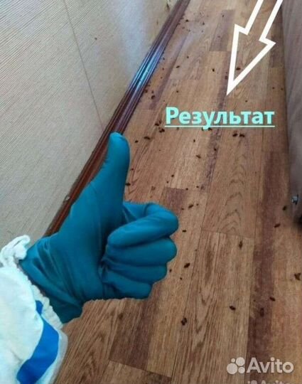 Уничтожение тараканов,клопов,блох,клещей,плесени