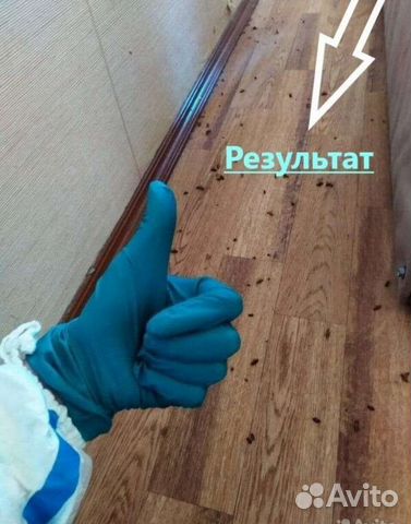 Уничтожение тараканов,клопов,блох,клещей,плесени