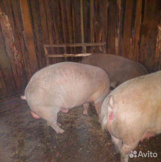 Поросенок крупная белая