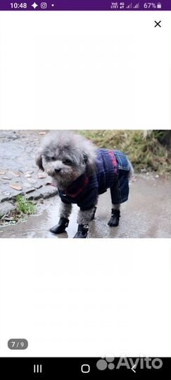 Обувь для собак