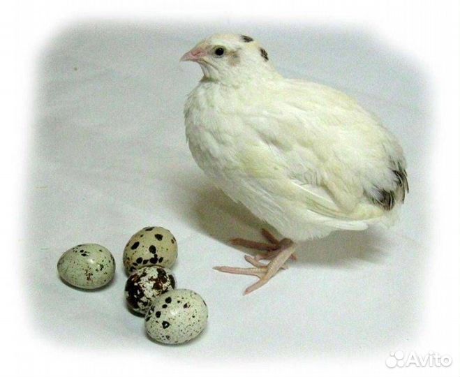 Перепела Техас