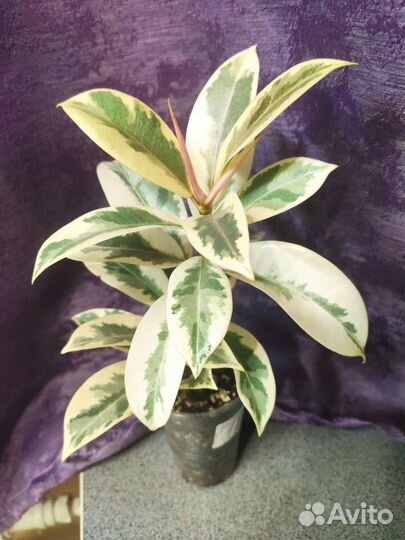 Фикус мелани вариегатный