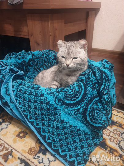 Кошечка в добрые руки