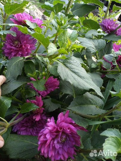 Георгин, его клубни