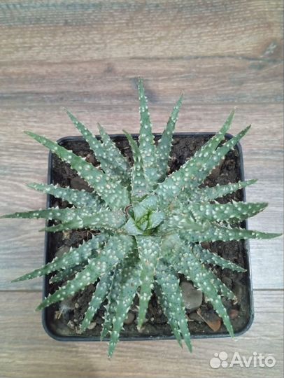 Сансевиерия