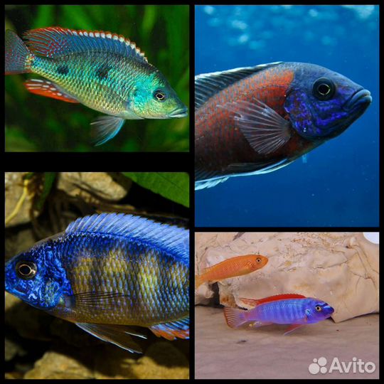 Аквариумные рыбки,аулофорус