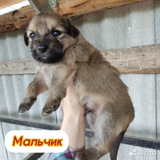 Щенки в дар