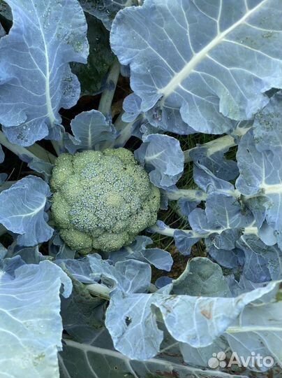 Капуста брокколи
