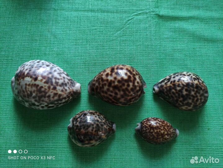 Ракушка каури