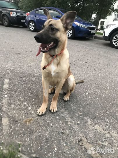 Метис овчарки в добрые руки