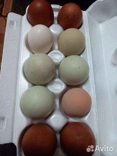 Инкубационное яйцо кур