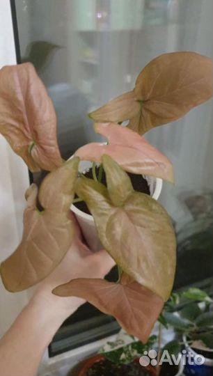 Сингониумы срезы