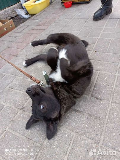 Собака девочка