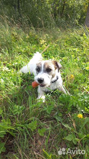 Вязка Джек Рассел