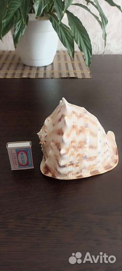 Ракушка морская большая