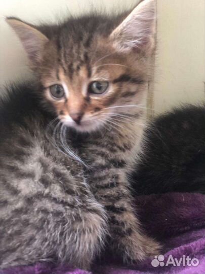 Котята шпротинки