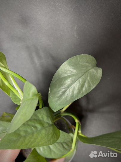 Эпипремнум себу блю