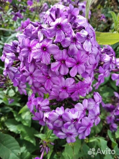 Флокс метельчатый