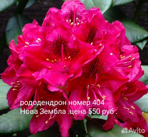 Саженцы рододендрона