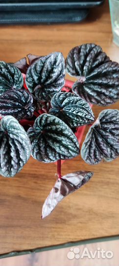 Продам цветочки