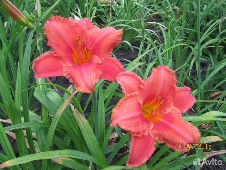 Лилии от гибриды