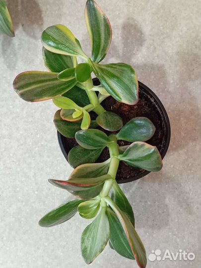 Крассулы хаммелс гост, голлум