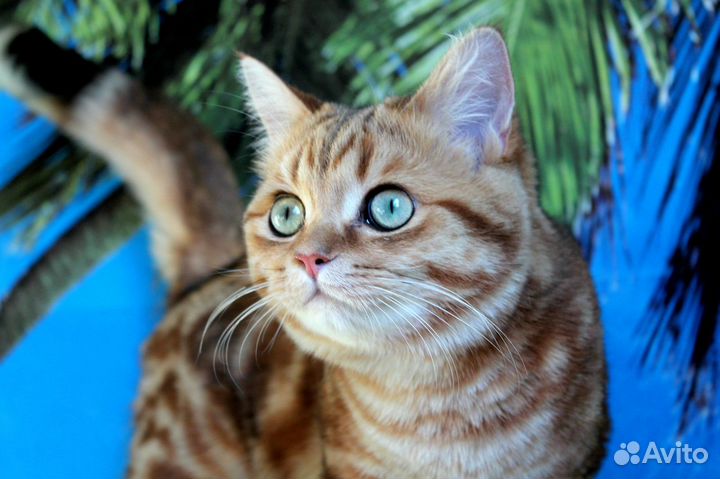 Роскошный Джастин, 9 лет, золотой мрамор