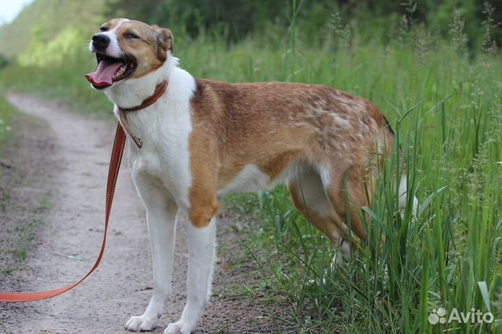 Собака Эвридика