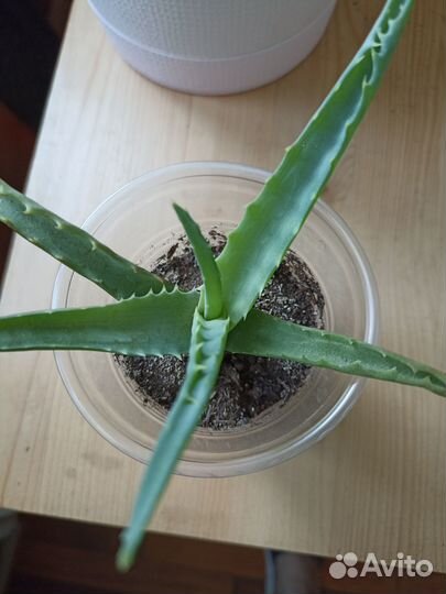 Алоэ столетник