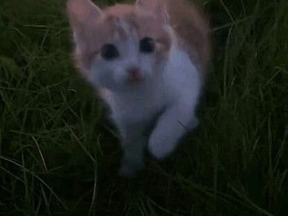 Шотландский вислоухий длинношёрстный котёнок, Чернигов
