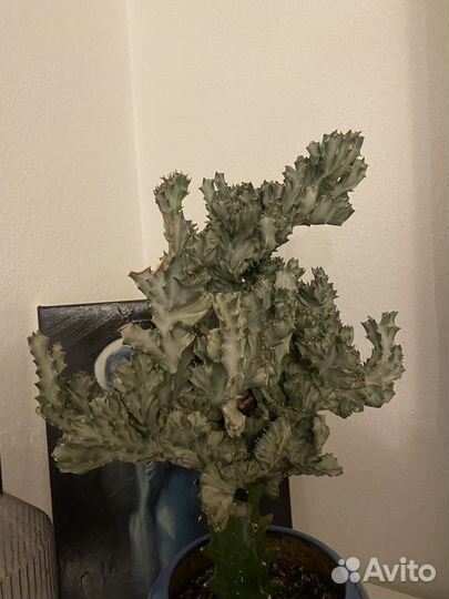 Эуфорбия кристата